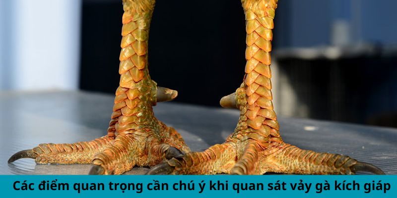 Các điểm quan trọng cần chú ý khi quan sát vảy gà kích giáp