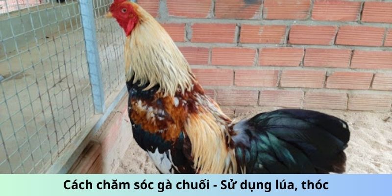 Cách chăm sóc gà Chuối - Sử dụng lúa, thóc