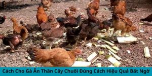 cho gà ăn thân cây chuối đúng cách