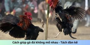 cách giúp gà đá không mổ nhau