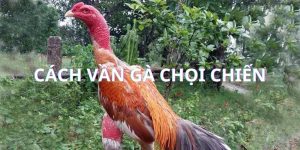 Cách vần gà chọi chiến