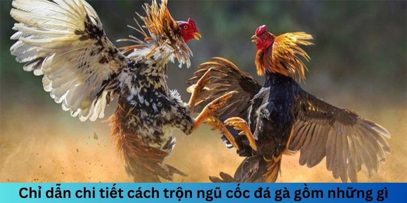 Chỉ dẫn chi tiết cách trộn ngũ cốc đá gà gồm những gì?