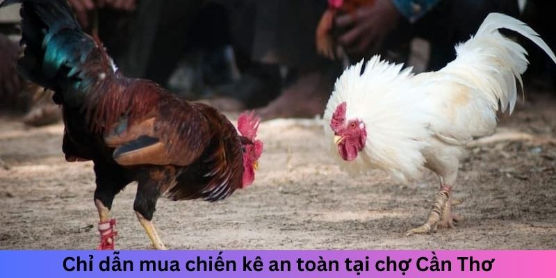 Chỉ dẫn mua chiến kê an toàn tại chợ Cần Thơ