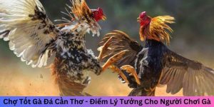 chợ tốt gà đá Cần Thơ