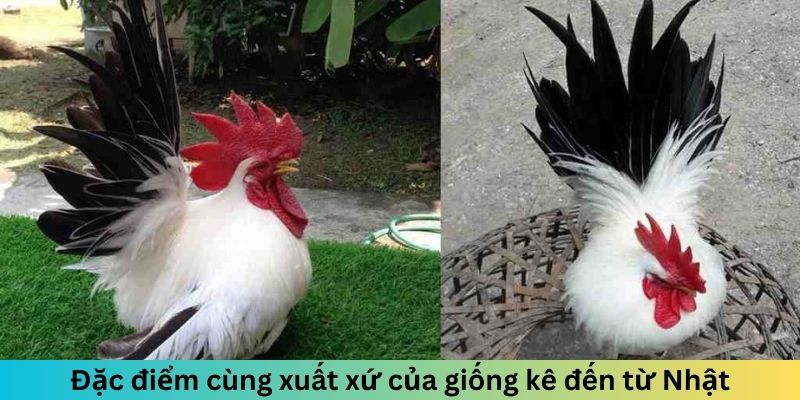 Đặc điểm cùng xuất xứ của giống kê đến từ Nhật