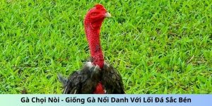 Gà chọi nòi