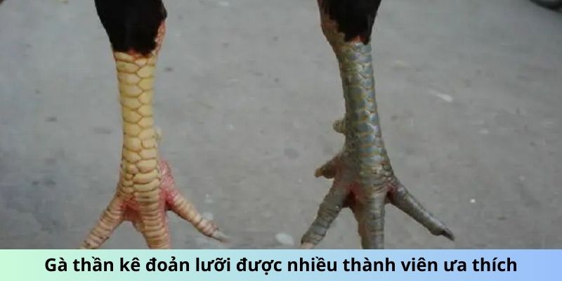 Gà thần kê Đoản Lưỡi được nhiều thành viên ưa thích