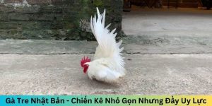 Gà tre Nhật Bản