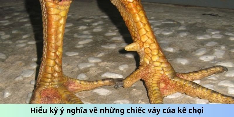 Hiểu kỹ ý nghĩa về những chiếc vảy của kê chọi