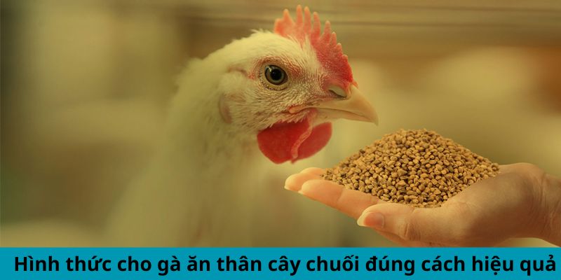 Hình thức cho gà ăn thân cây chuối đúng cách hiệu quả