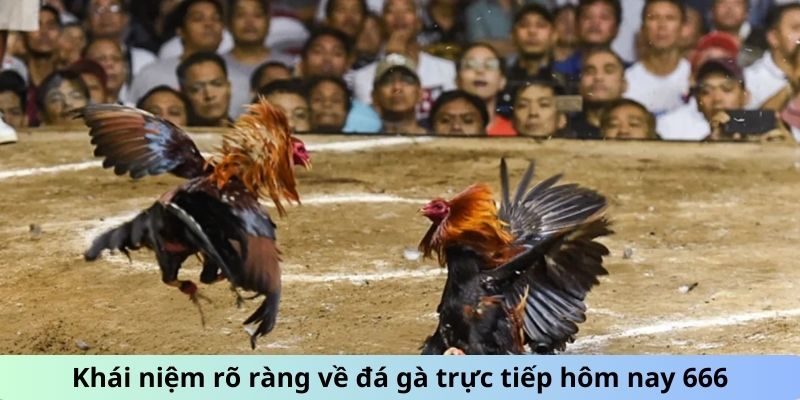 Khái niệm rõ ràng về đá gà trực tiếp hôm nay 666