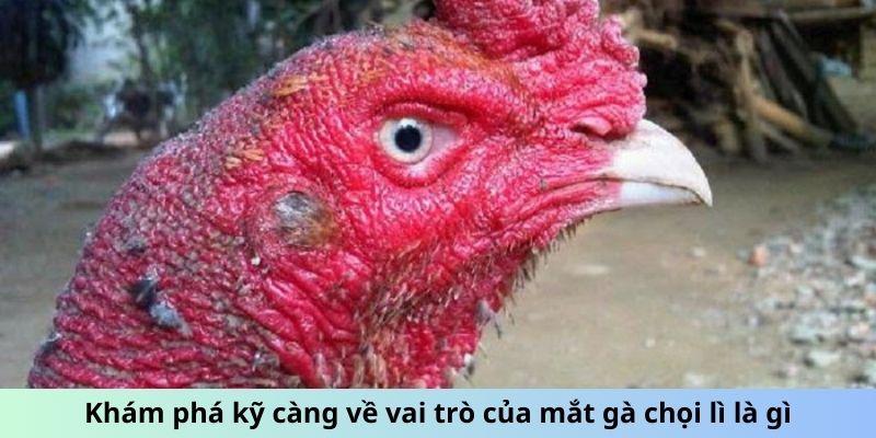 Khám phá kỹ càng về vai trò của mắt gà chọi Lì là gì