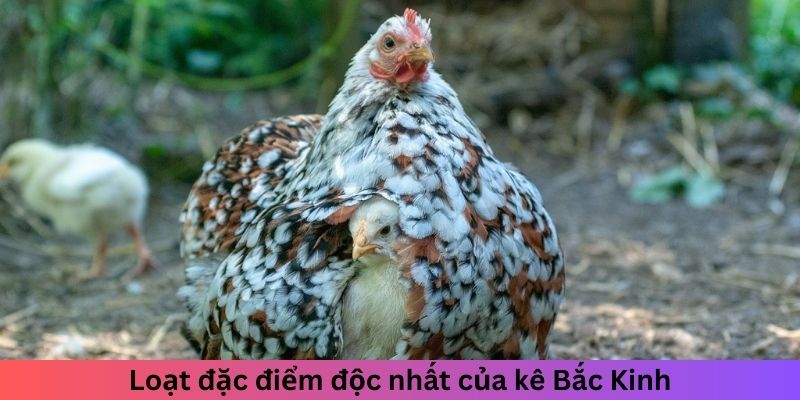 Loạt đặc điểm độc nhất của kê Bắc Kinh