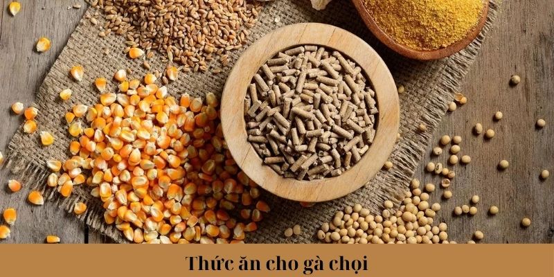 Lưu ý khi sử dụng, bảo quản thức ăn cho gà chọi