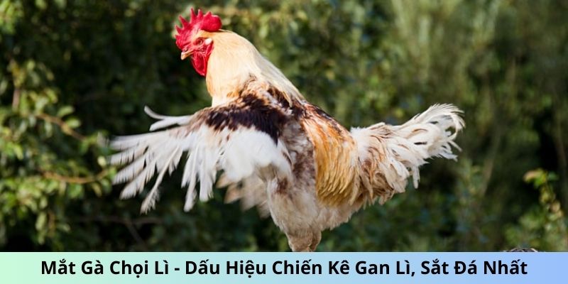 mắt gà chọi lì