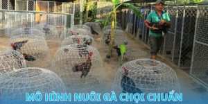 mô hình nuôi gà chọi