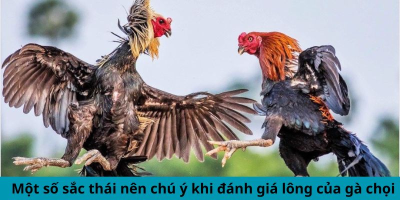 Một số sắc thái nên chú ý khi đánh giá lông của gà chọi