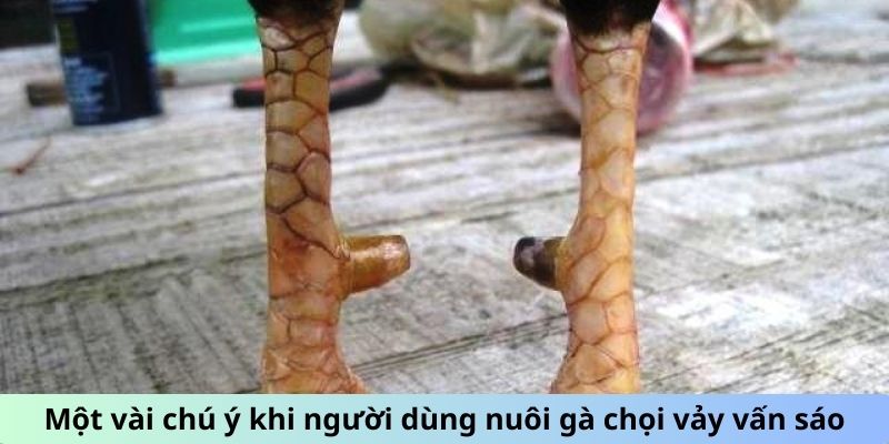 Một vài chú ý khi người dùng nuôi gà chọi vảy Vấn Sáo