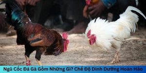 Ngũ cốc đá gà gồm những gì