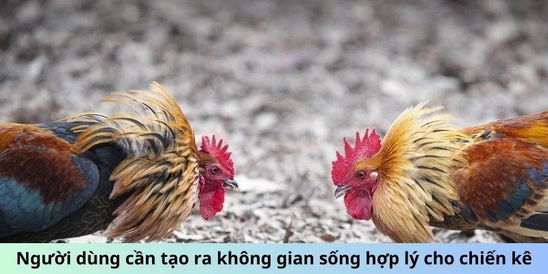 Người dùng cần tạo ra không gian sống hợp lý cho chiến kê