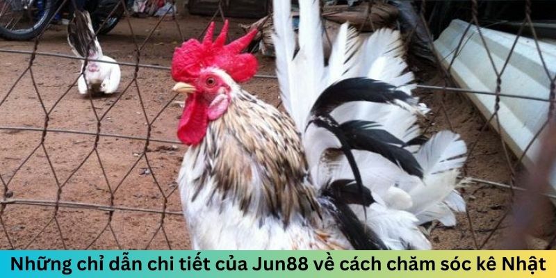 Những chỉ dẫn chi tiết của Jun88 về cách chăm sóc kê Nhật