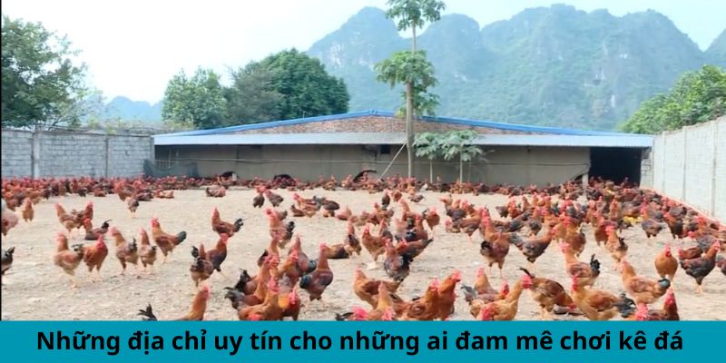 Những địa chỉ uy tín cho những ai đam mê chơi gà đá