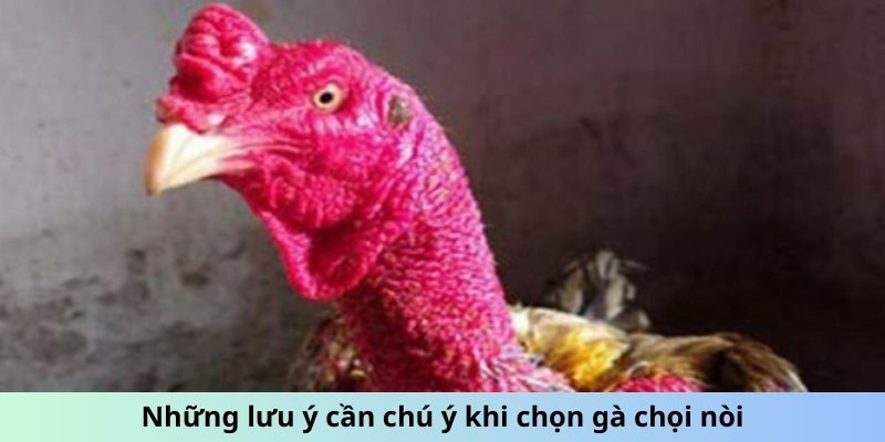 Những lưu ý cần chú ý khi chọn Gà chọi Nòi