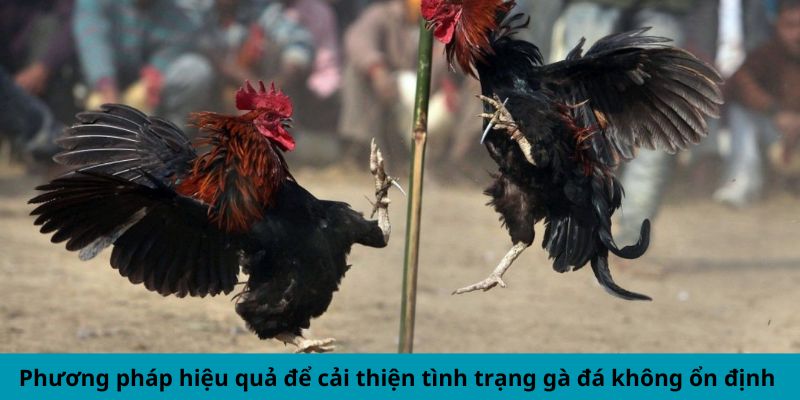 Phương pháp hiệu quả để cải thiện tình trạng gà đá không ổn định 