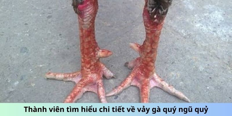 Thành viên tìm hiểu chi tiết về vảy gà quý ngũ quỷ