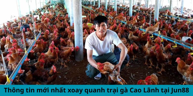 Thông tin mới nhất xoay quanh trại gà Cao Lãnh tại Jun88