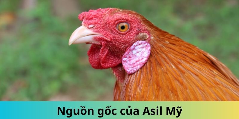 Thông tin về nguồn gốc gà Asil Mỹ nổi tiếng