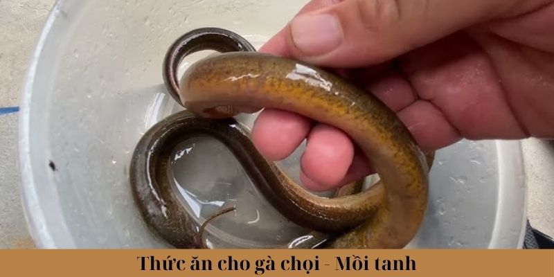 Một số loại mồi tanh