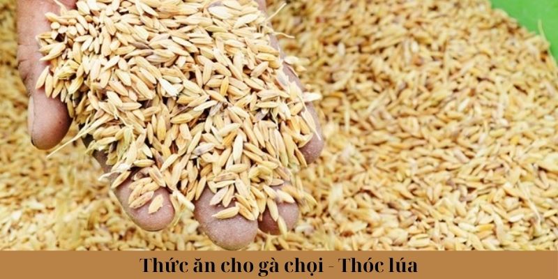 Thức ăn cho gà chọi - Thóc và lúa