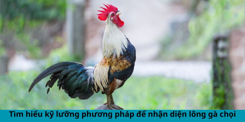 Tìm hiểu kỹ lưỡng phương pháp để nhận diện lông gà chọi