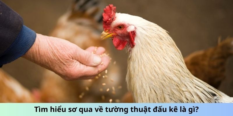 Tìm hiểu sơ qua về tường thuật đấu kê là gì?