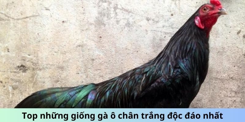 Top những giống Gà Ô chân trắng độc đáo nhất