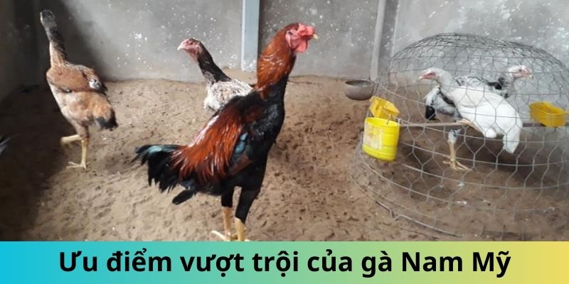 Những ưu điểm vượt trội của gà Nam Mỹ