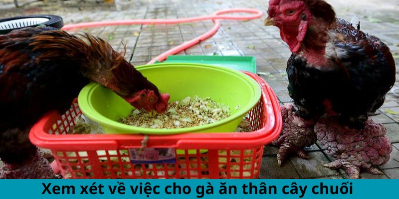 Xem xét về việc cho gà ăn thân cây chuối 