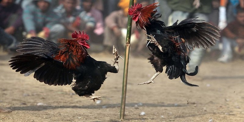 Kê thủ hãy lựa chọn sân chơi uy tín để tham gia đá gà